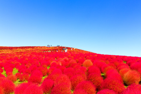 Red Kochia hill and the blue skyの写真素材