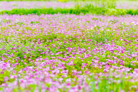 Field of chinese milk vetch, Astragalus sinicus, blooming at early summerの写真素材