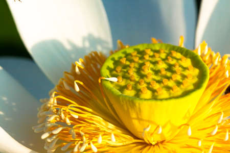 Close up of white lotus flowersの写真素材