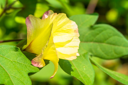 Flower of Gossypium hirsutum, Malvaceae, Americaの写真素材