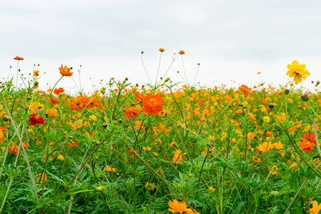 Kibanakosumosu, Cosmos sulphureusの写真素材