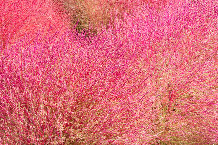 Close up of red Kochiaの写真素材