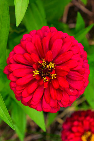 Shine red zinnia flowerの写真素材