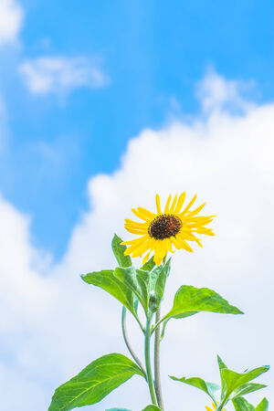 Sunflower in Summerの写真素材