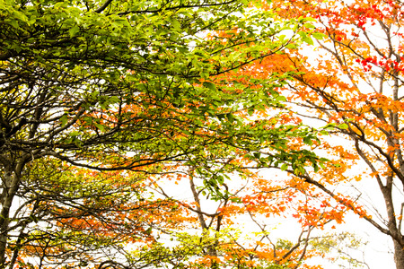Trees were autumn leaves in Nikkoの写真素材