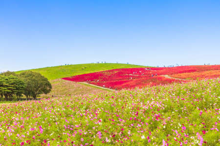 Cosmos field and red Kochia hillの写真素材