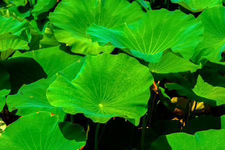 Big leaves of lotusの写真素材