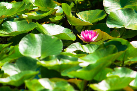 Pink water lily pondの写真素材