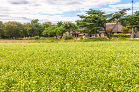Buckwheat field in Japanの写真素材