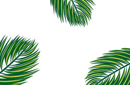 Tropical leaves on white background. nature summer concept.の写真素材