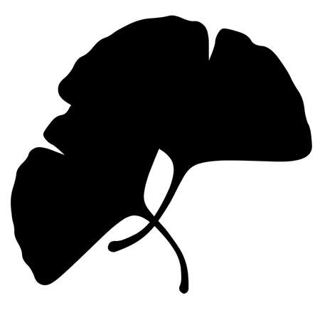 Ginkgo Ginkgo Ichoの写真素材