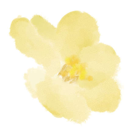 Illustration Watercolor Flower Hand drawn yellowの写真素材