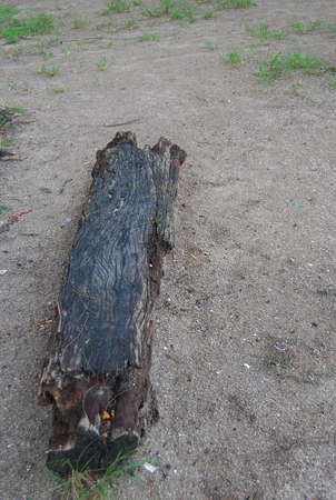 Old log on the beachの写真素材