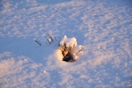 grass covered with snowの写真素材