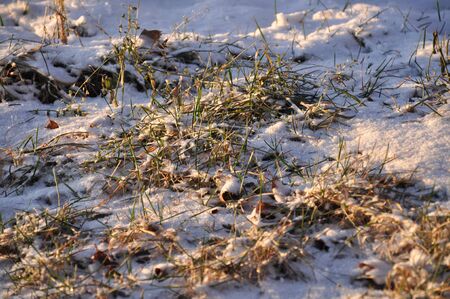 grass covered with snowの写真素材