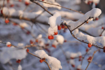 fruit covered with snowの写真素材