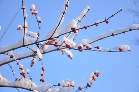fruit covered with snowの写真素材