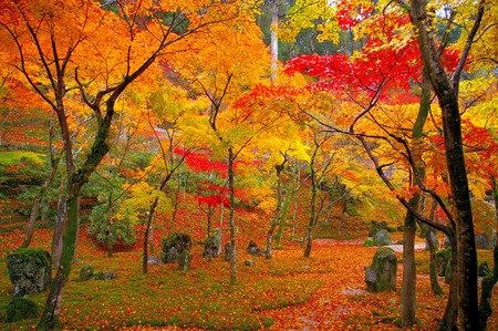 Autumn leaves of Komyozenji, Fukuoka, Japanの写真素材
