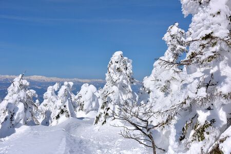 In winter the landscape of Zao, Yamagata, Japanの写真素材