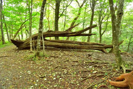 Forest of the foot of Mount Fuji, Shizuoka, Japanの写真素材