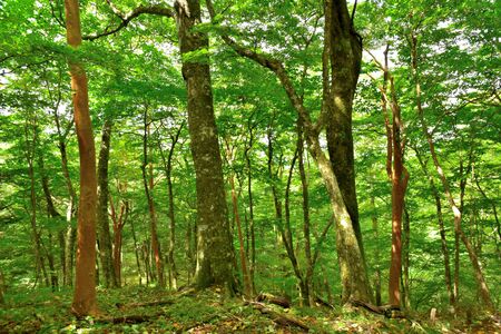Forest of the foot of Mount Fuji, Shizuoka, Japanの写真素材