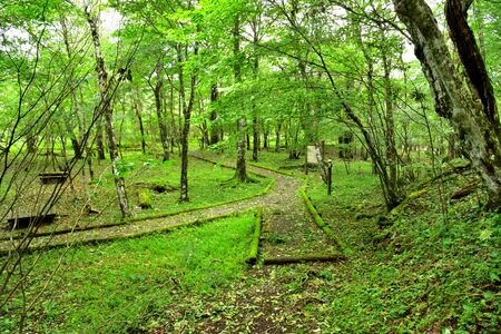 Forest of the foot of Mount Fuji, Shizuoka, Japanの写真素材