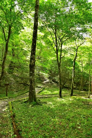 Forest of the foot of Mount Fuji, Shizuoka, Japanの写真素材
