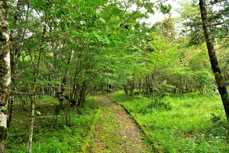 Forest of the foot of Mount Fuji, Shizuoka, Japanの写真素材