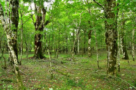 Forest of the foot of Mount Fuji, Shizuoka, Japanの写真素材