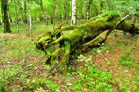 Forest of the foot of Mount Fuji, Shizuoka, Japanの写真素材