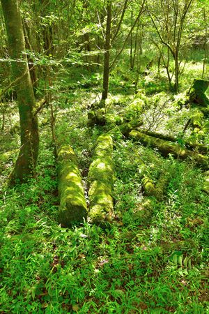 Forest of the foot of Mount Fuji, Shizuoka, Japanの写真素材