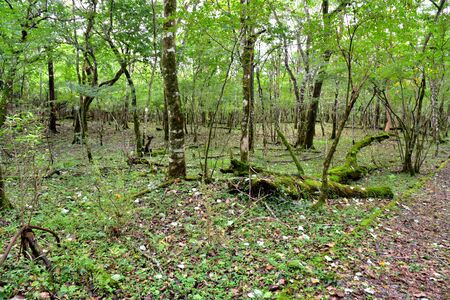 Forest of the foot of Mount Fuji, Shizuoka, Japanの写真素材