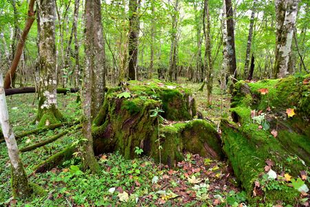 Forest of the foot of Mount Fuji, Shizuoka, Japanの写真素材