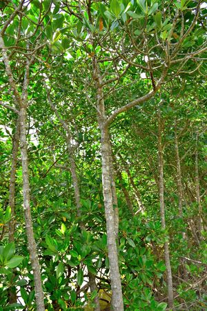 Forest of the mangrove in Okinawa, Japanの写真素材
