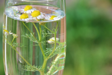 chamomile in the glassの写真素材
