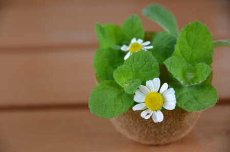 chamomile and applemint arrangement
