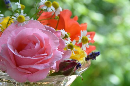 rosesの写真素材