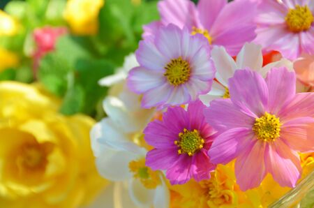 cosmos flowersの写真素材