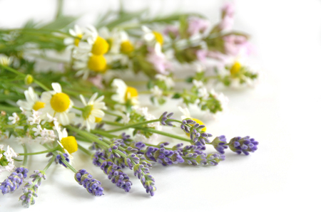 herbsの写真素材