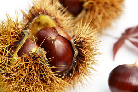 chestnutsの写真素材