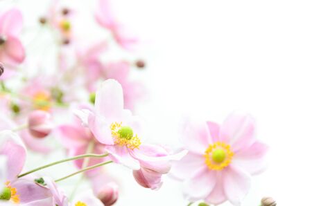 pink anemoneの写真素材