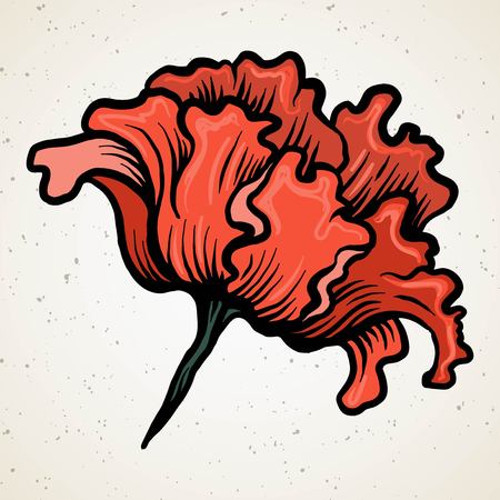 Poppy flower. Beautiful drawing, drawing drawn by hand. Red poppy isolated on a white background vintageのイラスト素材