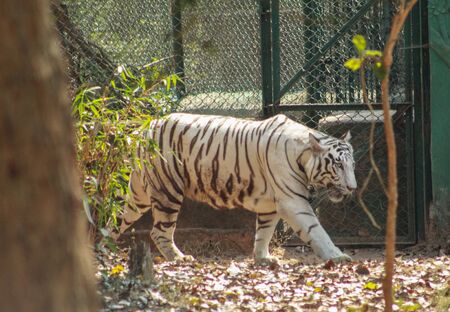 white panthera tigris walkingの写真素材