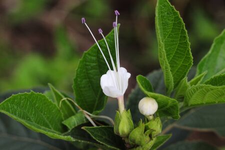 close up of a white flower in a plantの写真素材