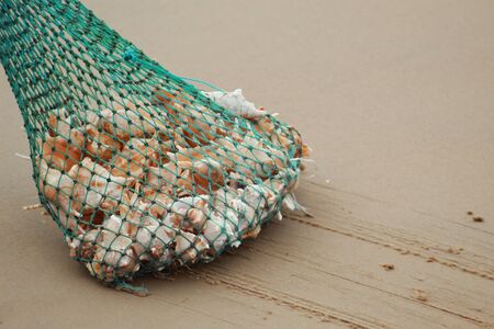 heap of oyster in a net at sea beach