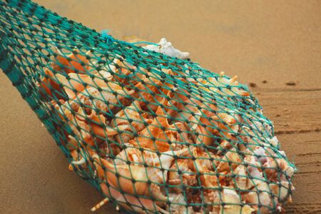 heap of oyster in a net on sea beachの写真素材