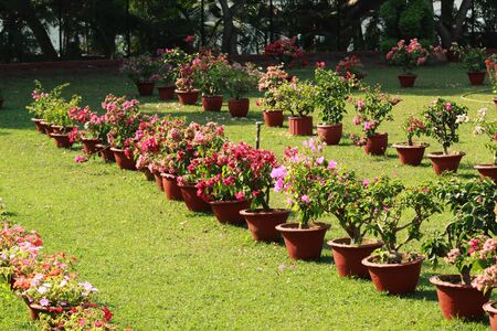 flower pot in the gardenの写真素材