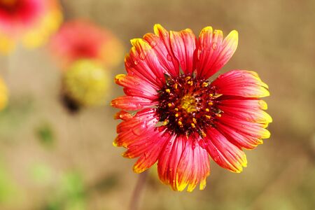 Colorful closeup vibrant flower in the garden macro photography beautiful nature wallpaper with soft green backgroundの写真素材