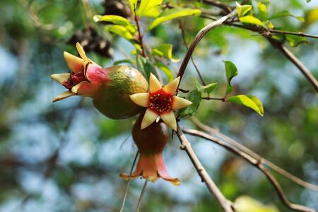 Pomegranate fruit and flower granatumの写真素材