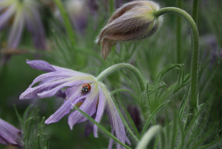 Purple flower with ladybug on itの写真素材
